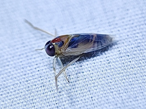 Buenoa