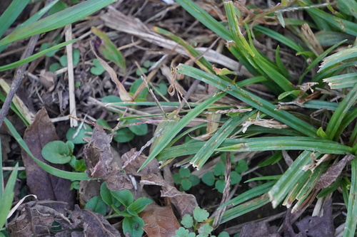 Carex blanda observed 2026-10-22