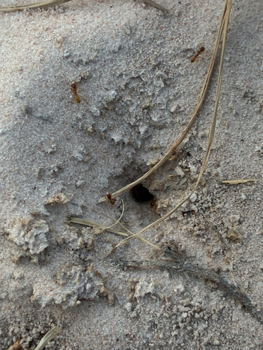 Yellow Pyramid Ant