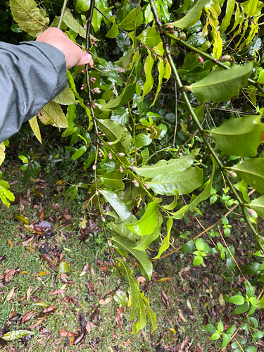 Eupomatia laurina observed 2026-10-22