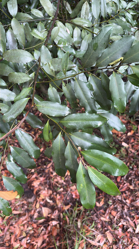 Diospyros australis observed 2026-10-23
