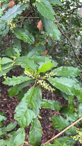 Claoxylon observed 2026-10-23
