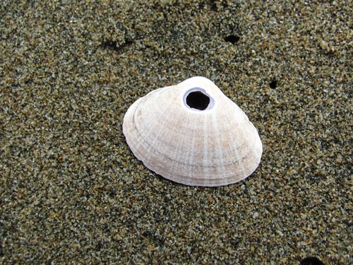 Mactra chinensis, 2026-09-02