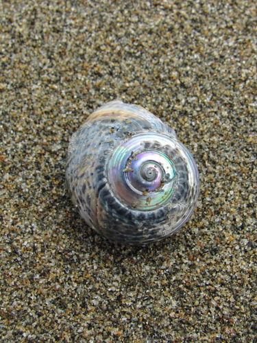 Umbonium costatum observed 2026-09-02