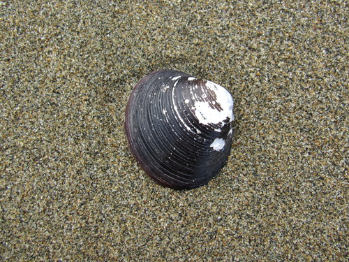Corbicula japonica observed 2026-09-02