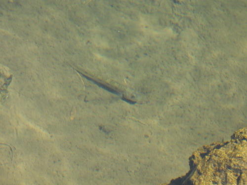 Stenogobius, 2026-10-11