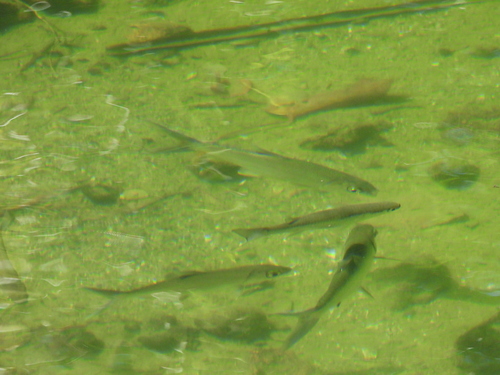 Elops hawaiensis observed 2026-10-11