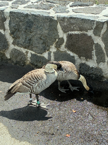 Branta sandvicensis observed 2026-10-22