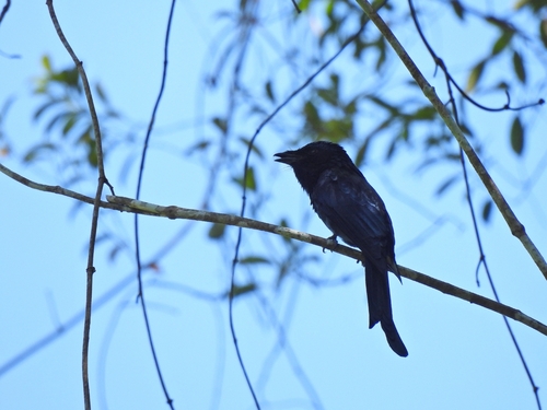 Dicrurus aeneus observed 2026-10-18