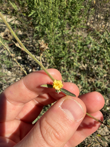 Sida spinosa observed 2026-10-22
