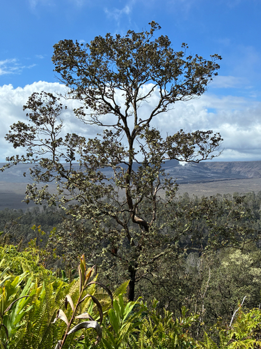 Metrosideros polymorpha observed 2026-10-22