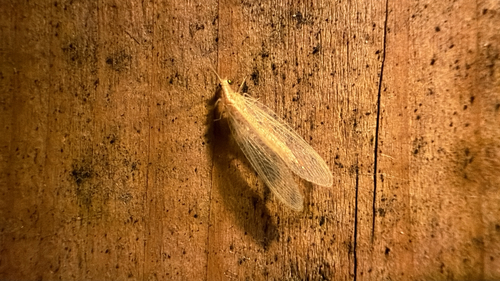 Weeping Green Lacewing