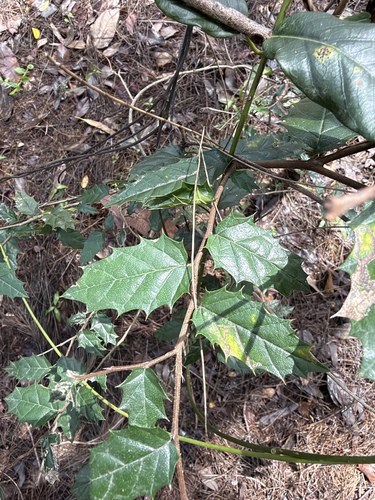 Aphananthe philippinensis observed 2026-10-23