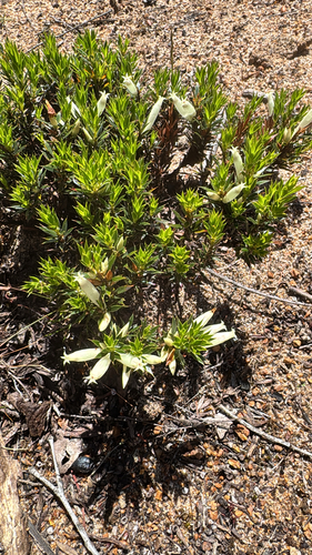 Styphelia pallida observed 2026-10-23
