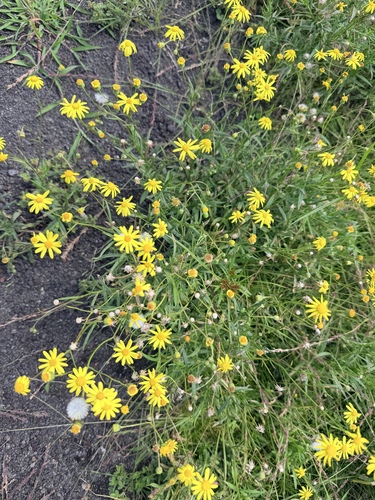 Senecio madagascariensis observed 2026-10-22