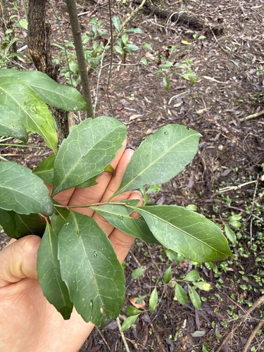 Elaeocarpus obovatus observed 2026-10-23