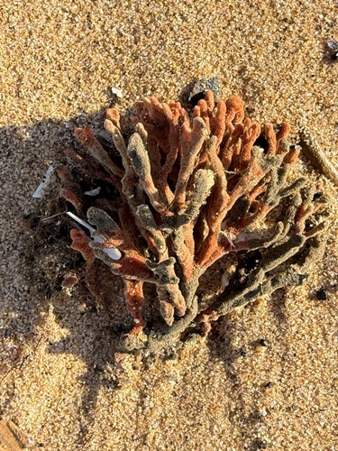 Clathria observed 2026-10-18
