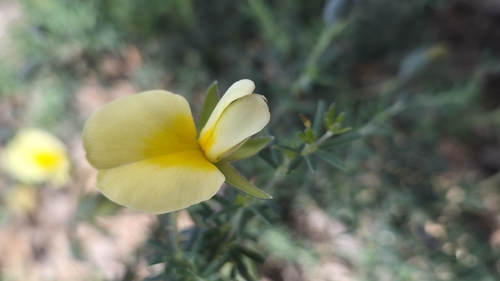 Gompholobium huegelii, 2026-10-23