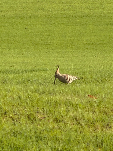iNaturalist image