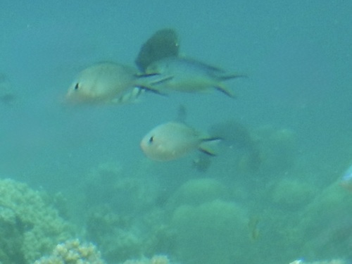 Chromis ternatensis observed 2026-10-09