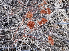 Spiraea beauverdiana