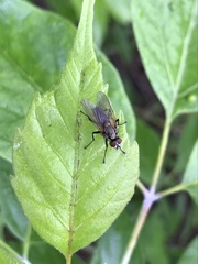 Hydrophoria lancifer