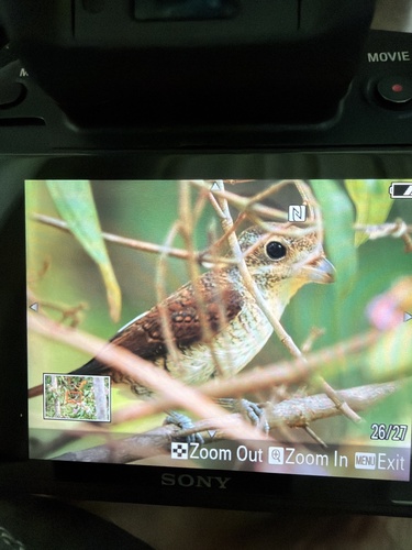 Lanius tigrinus observed 2026-10-23