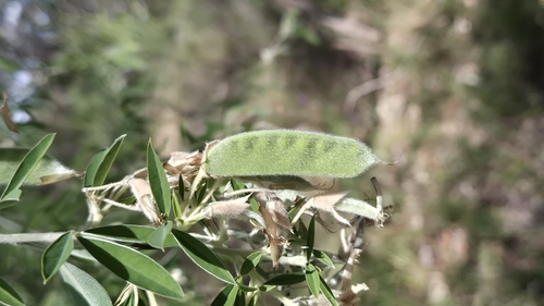 Cytisus proliferus observed 2026-10-23