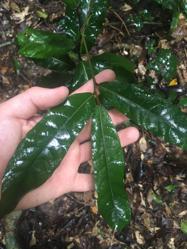 Cryptocarya observed 2026-10-23