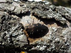 Chrysobothris affinis