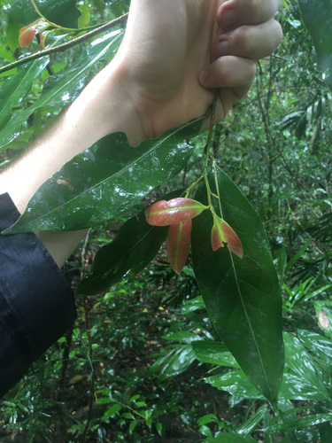 Endiandra observed 2026-10-23