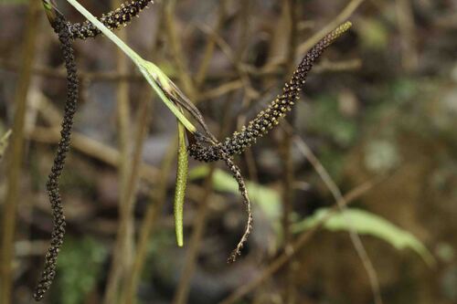 Gymnostachys anceps, 2026-10-23