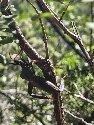 Giant Agave Bug
