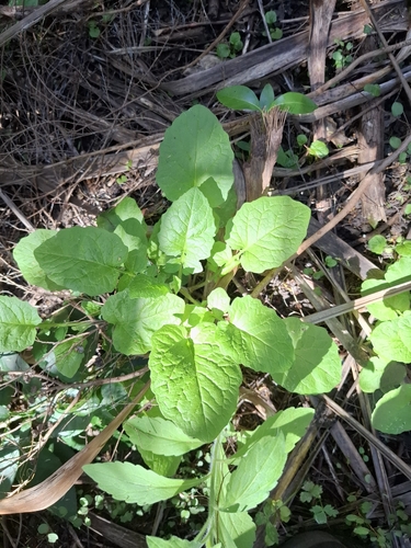 Lapsana communis observed 2026-10-23