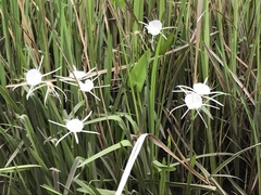 Hymenocallis crassifolia