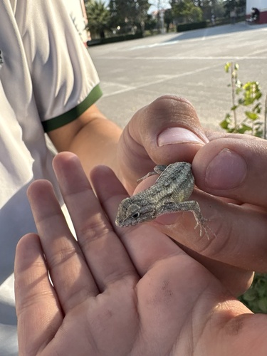 Southwestern Fence Lizard