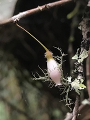 Sphyrospermum buxifolium