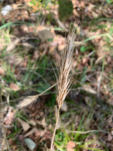 Elymus virginicus, 2026-10-22