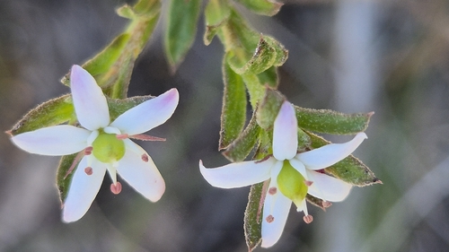 Rhytidosporum procumbens, 2026-10-23