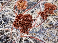 Spiraea beauverdiana