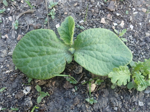 Cucurbita maxima observed 2026-10-23