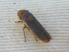 Oncometopia hamiltoni