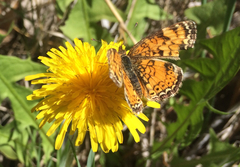 Phyciodes tharos riocolorado