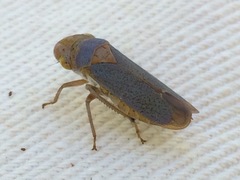 Oncometopia hamiltoni