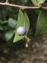 Sphyrospermum buxifolium