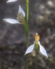 Eriochilus dilatatus