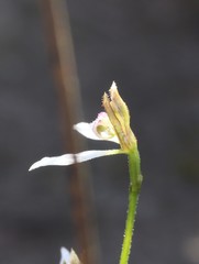 Eriochilus dilatatus