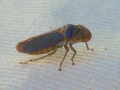 Oncometopia hamiltoni