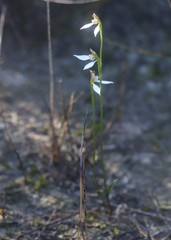 Eriochilus dilatatus