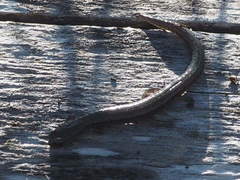 Batrachoseps gavilanensis